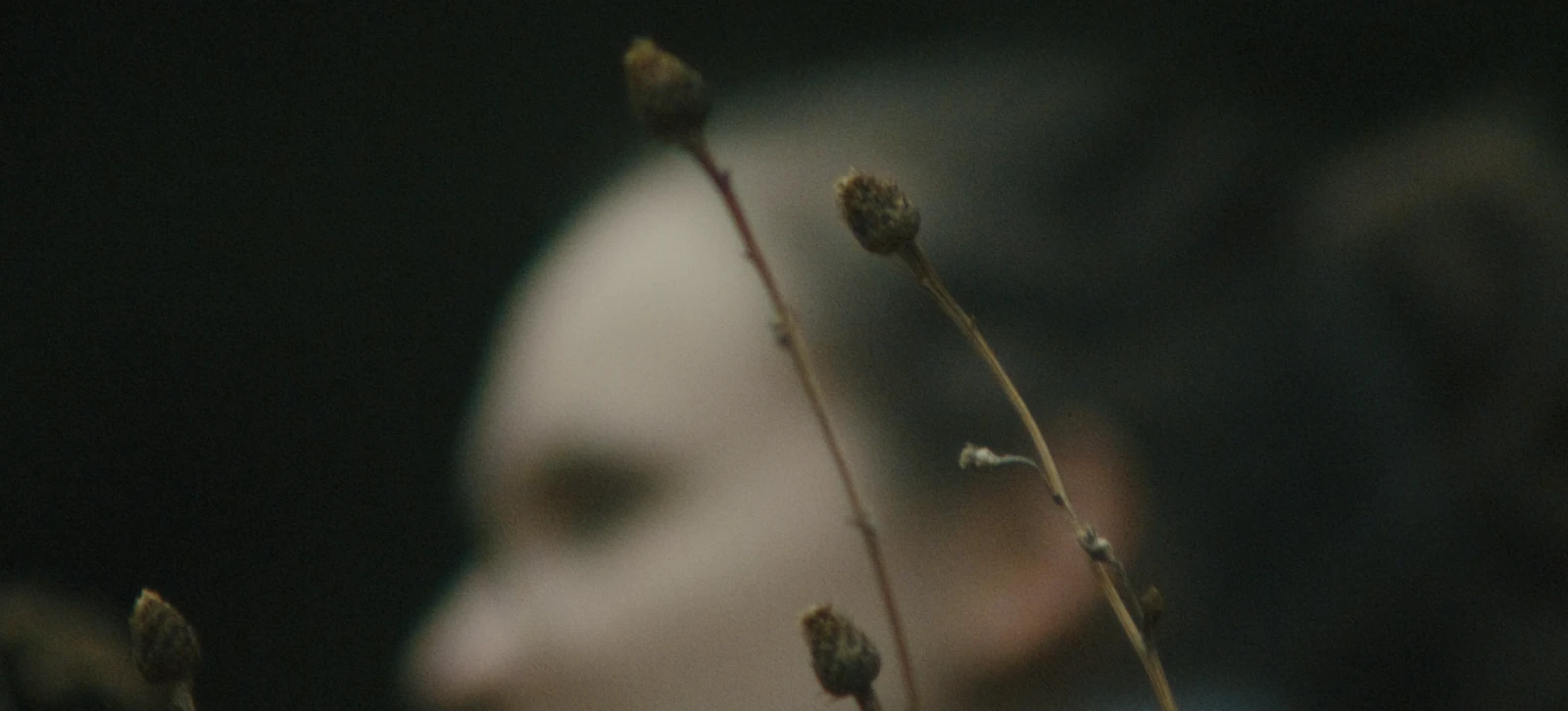 A face behind delicate seedheads.